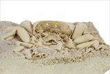 Fossil Crab (Potamon) Preserved in Travertine - Turkey #242888-5